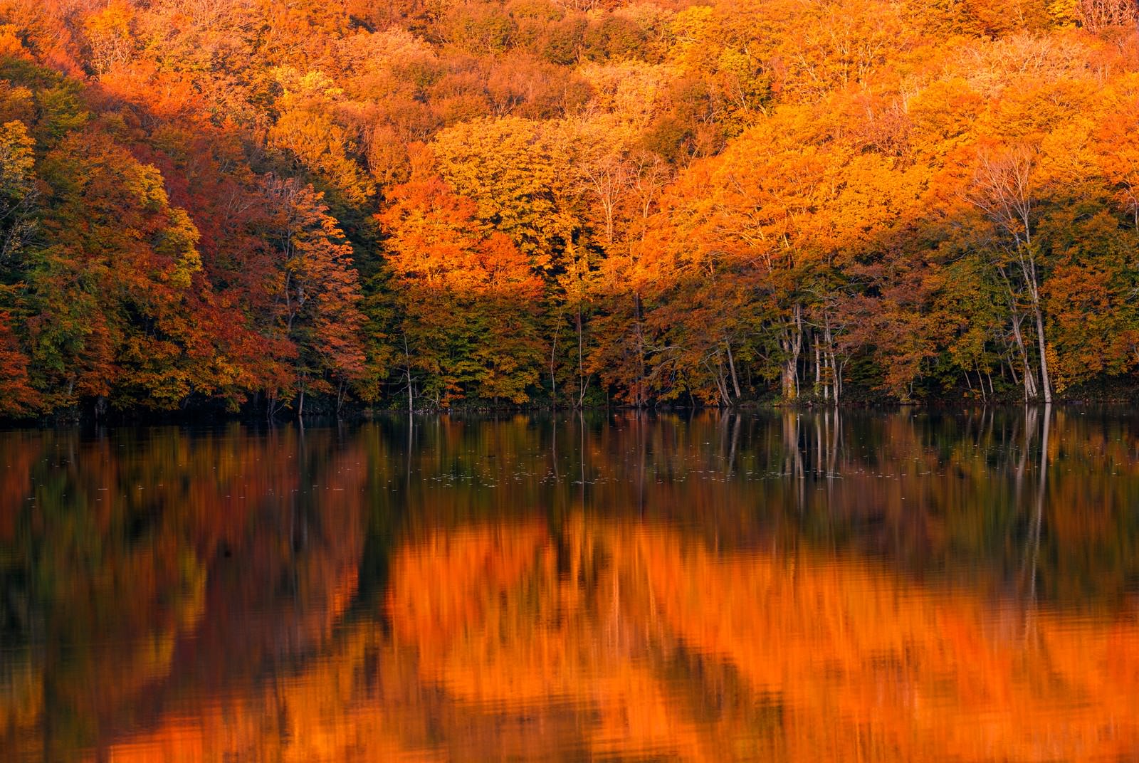 蔦川流域 紅葉全景