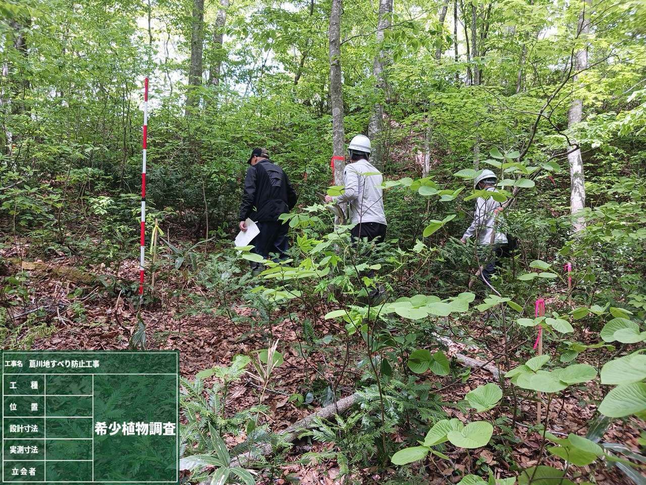 希少植物調査状況