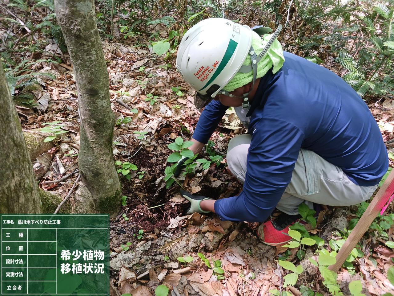 移植対象植物