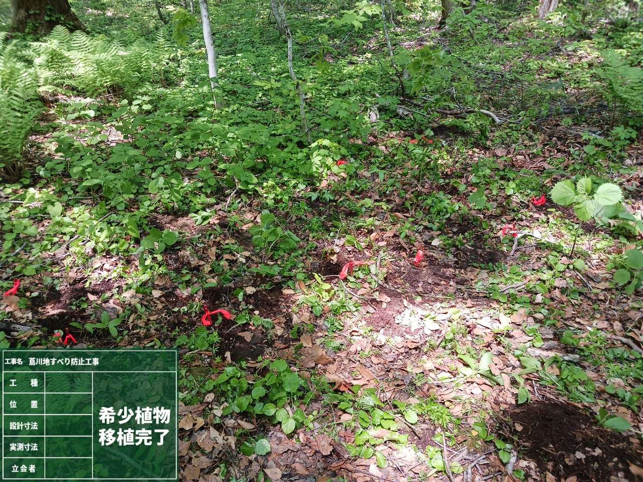 移植作業状況